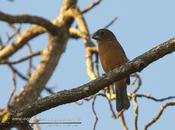 Reinamora grande (Ultramarine Grossbeak)