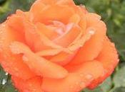 Especial: Cosmética natural