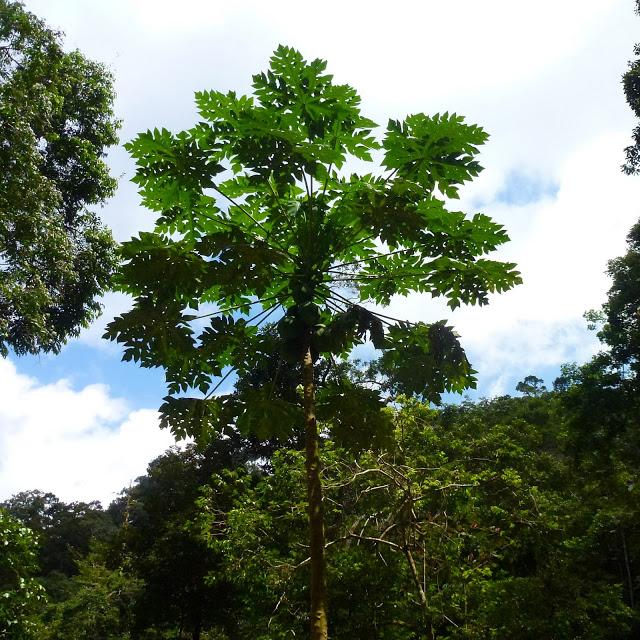 Cataratas de Ahuashiyacu, Perú