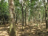 Wood Mystique, la elegancia en una botella, Estée Lauder