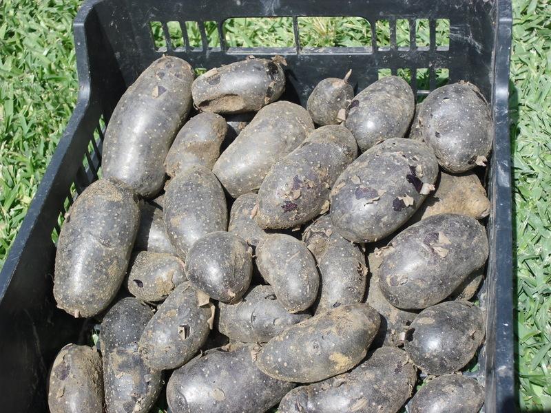 FINALIZACIÓN DE LA COSECHA DE PATATAS DEL 2013