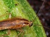 cucarachas 'ganan' batalla cebos