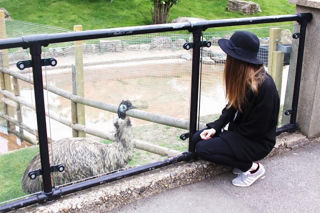 Let´s go to the zoo