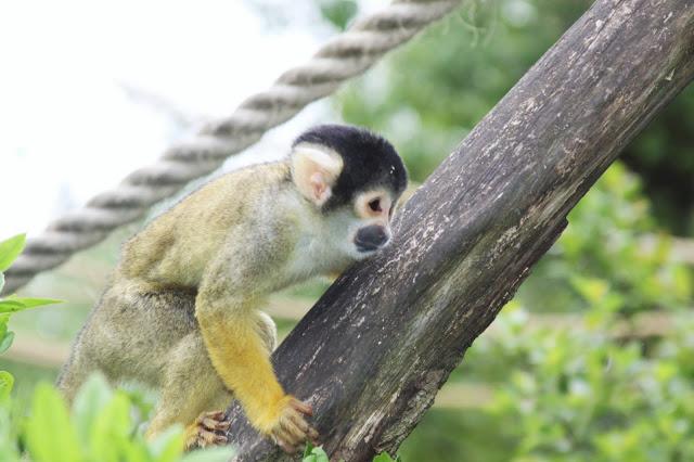 Let´s go to the zoo