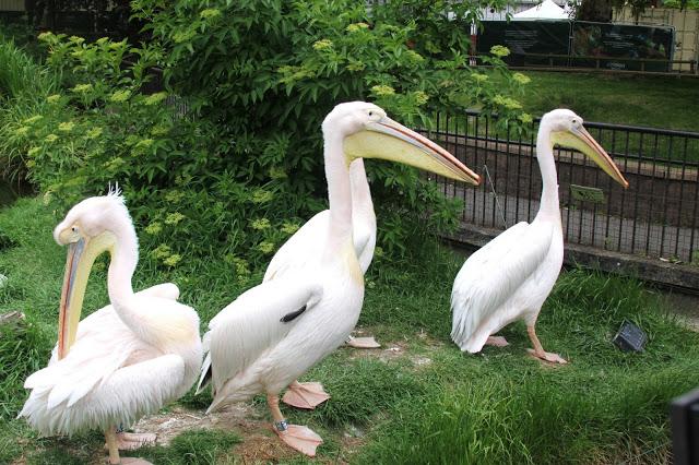 Let´s go to the zoo