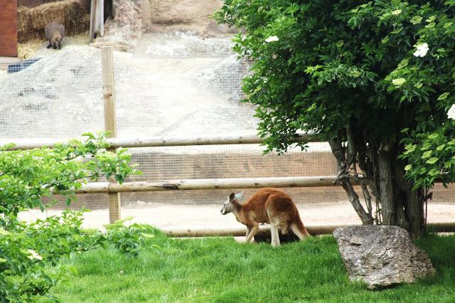 Let´s go to the zoo