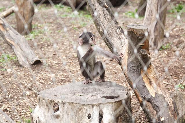 Let´s go to the zoo