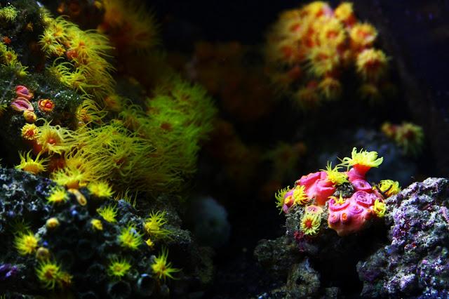 Let´s go to the zoo