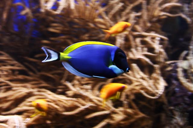 Let´s go to the zoo