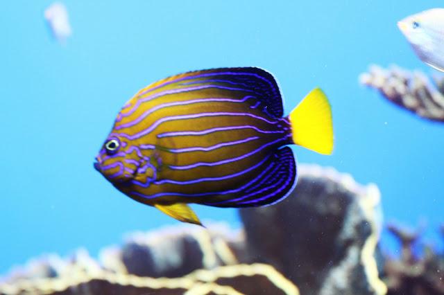 Let´s go to the zoo