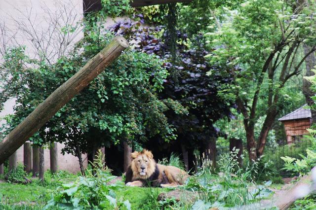 Let´s go to the zoo