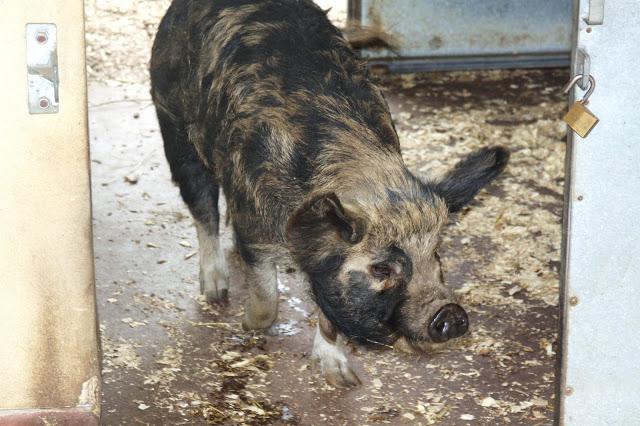 Let´s go to the zoo