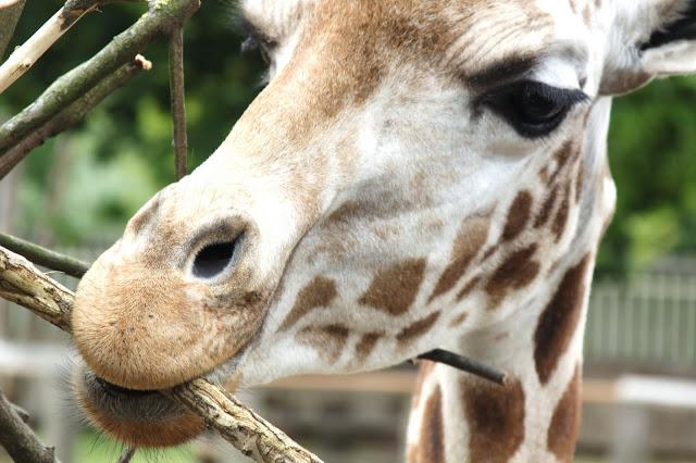 Let´s go to the zoo