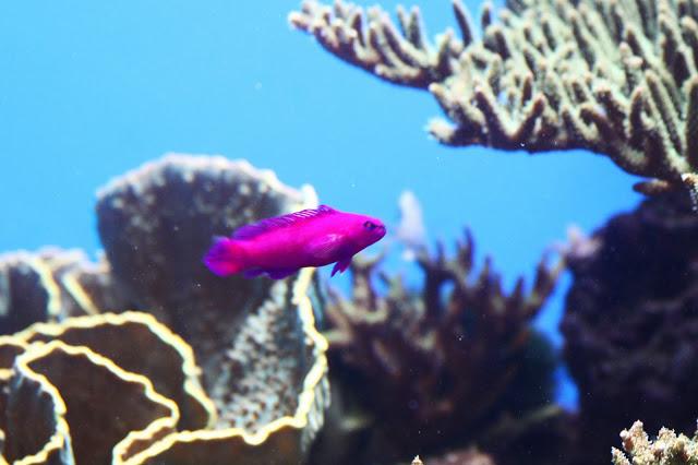 Let´s go to the zoo