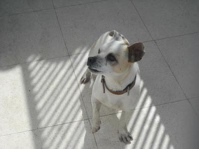 LOS SACRIFICAN 5 PERROS SANOS Y BUENOS EL JUEVES 12 JUNIO EN LA PERRERA DE BADAJOZ‏.