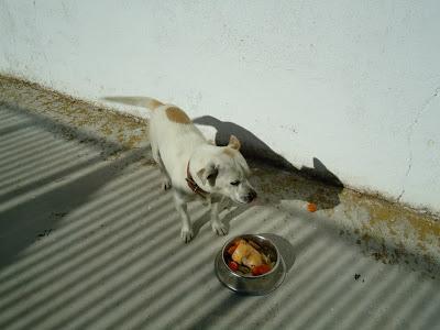 LOS SACRIFICAN 5 PERROS SANOS Y BUENOS EL JUEVES 12 JUNIO EN LA PERRERA DE BADAJOZ‏.