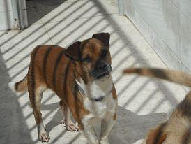 LOS SACRIFICAN 5 PERROS SANOS Y BUENOS EL JUEVES 12 JUNIO EN LA PERRERA DE BADAJOZ‏.