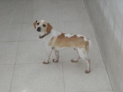 LOS SACRIFICAN 5 PERROS SANOS Y BUENOS EL JUEVES 12 JUNIO EN LA PERRERA DE BADAJOZ‏.