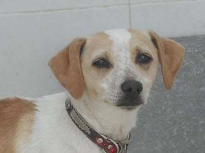 LOS SACRIFICAN 5 PERROS SANOS Y BUENOS EL JUEVES 12 JUNIO EN LA PERRERA DE BADAJOZ‏.