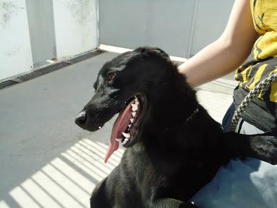 LOS SACRIFICAN 5 PERROS SANOS Y BUENOS EL JUEVES 12 JUNIO EN LA PERRERA DE BADAJOZ‏.