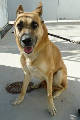 LOS SACRIFICAN 5 PERROS SANOS Y BUENOS EL JUEVES 12 JUNIO EN LA PERRERA DE BADAJOZ‏.