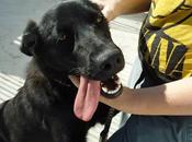sacrifican perros sanos buenos jueves junio perrera badajoz‏.