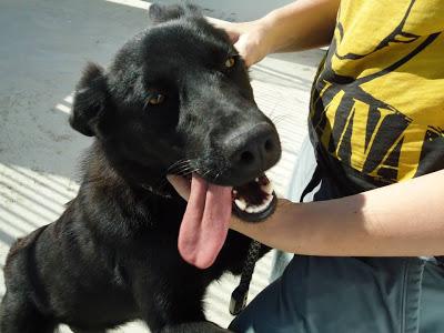 LOS SACRIFICAN 5 PERROS SANOS Y BUENOS EL JUEVES 12 JUNIO EN LA PERRERA DE BADAJOZ‏.