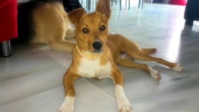 ¡Y AQUÍ LLEGA CHENCHO! EN ADOPCIÓN.