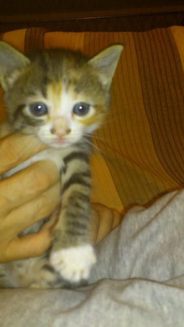 Bebés gato rescatados del contenedor de basura‏, (Murcia)