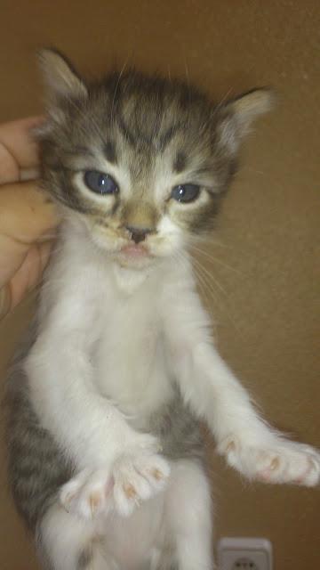 Bebés gato rescatados del contenedor de basura‏, (Murcia)