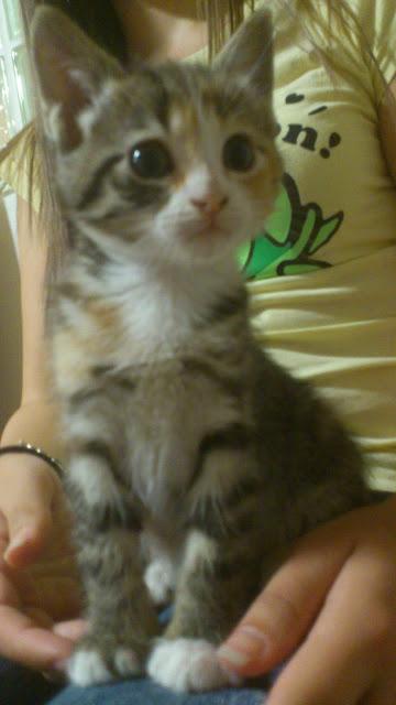 Bebés gato rescatados del contenedor de basura‏, (Murcia)