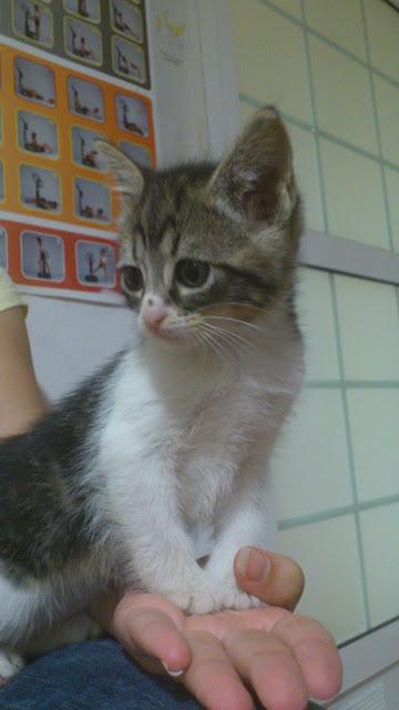 Bebés gato rescatados del contenedor de basura‏, (Murcia)