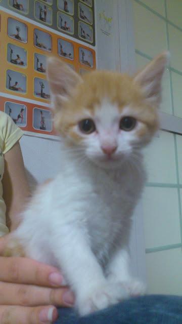 Bebés gato rescatados del contenedor de basura‏, (Murcia)