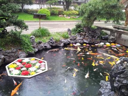 Estanque con carpas. Los peces eran de verdad, pero los nenúfares de colores de plástico y los podías adquirir iguales en la tienda del templo...