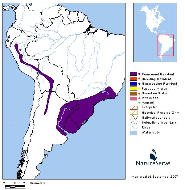 Ticotico común (Buff-browed Foliage-Gleaner) Syndactyla rufosuperciliata