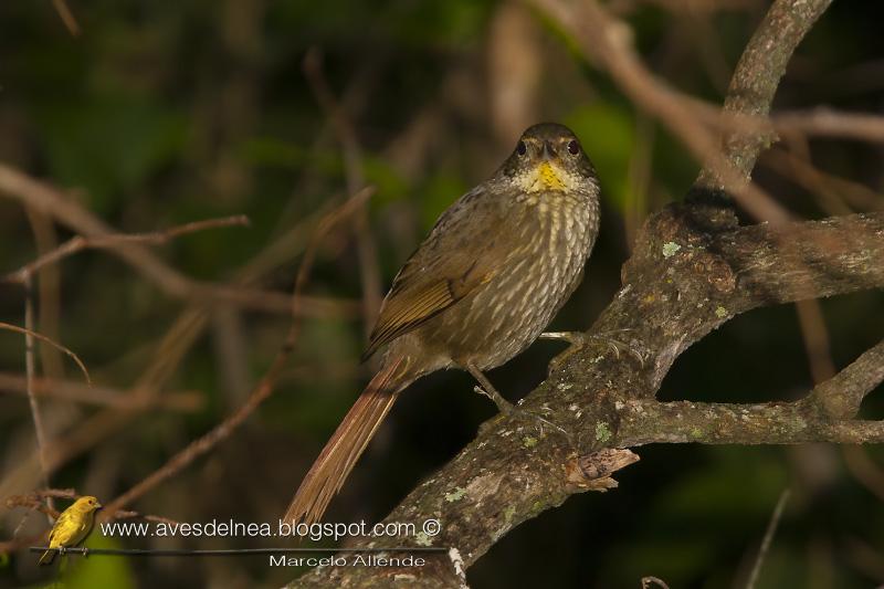 Ticotico común (Buff-browed Foliage-Gleaner) Syndactyla rufosuperciliata