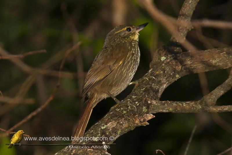 Ticotico común (Buff-browed Foliage-Gleaner) Syndactyla rufosuperciliata