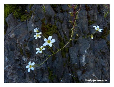 Esperando a los osos en Muniellos