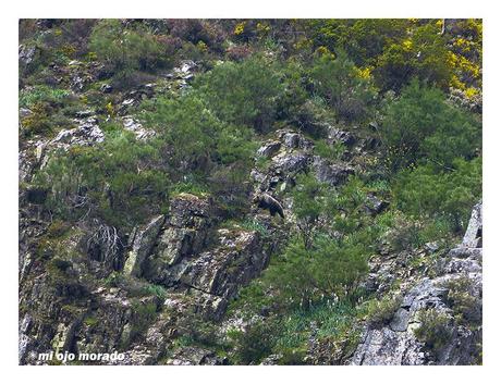 Esperando a los osos en Muniellos