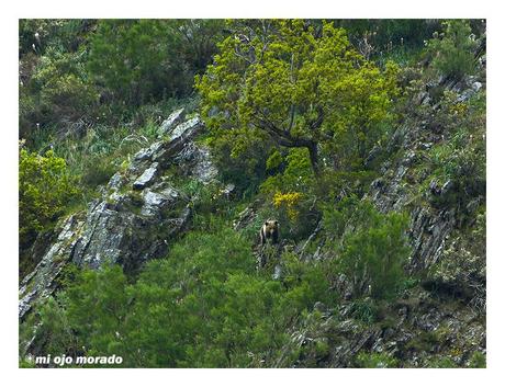 Esperando a los osos en Muniellos