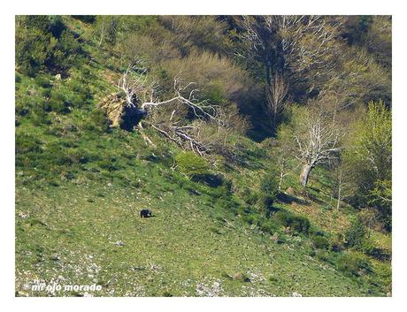 Esperando a los osos en Muniellos