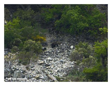 Esperando a los osos en Muniellos