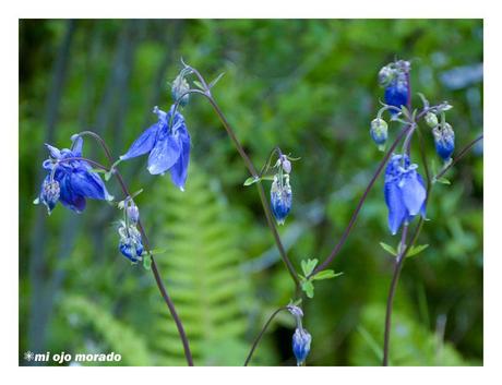 Esperando a los osos en Muniellos
