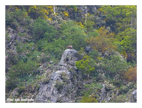 Esperando a los osos en Muniellos Esperando a los osos en Muniellos