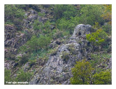 Esperando a los osos en Muniellos