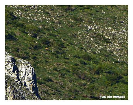 Esperando a los osos en Muniellos
