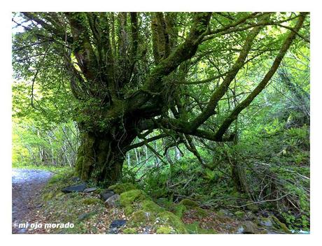 Esperando a los osos en Muniellos Esperando a los osos en Muniellos