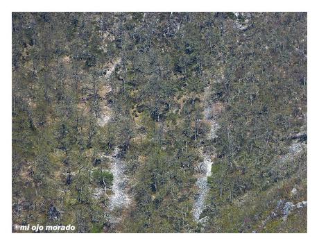 Esperando a los osos en Muniellos Esperando a los osos en Muniellos