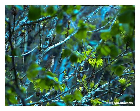 Esperando a los osos en Muniellos Esperando a los osos en Muniellos