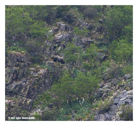 Esperando a los osos en Muniellos
